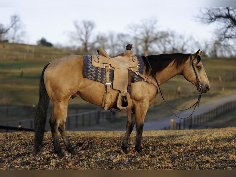 American Quarter Horse Gelding 7 years 14,3 hh Buckskin in Morrilton