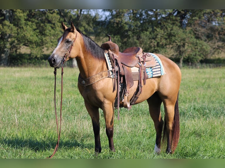 American Quarter Horse Gelding 7 years 14,3 hh Buckskin in Sonora
