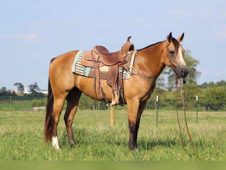 American Quarter Horse Gelding 7 years 14,3 hh Buckskin in Sonora