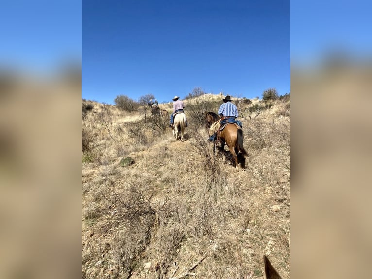 American Quarter Horse Gelding 7 years 14,3 hh Buckskin in SWEET SPRINGS, MO