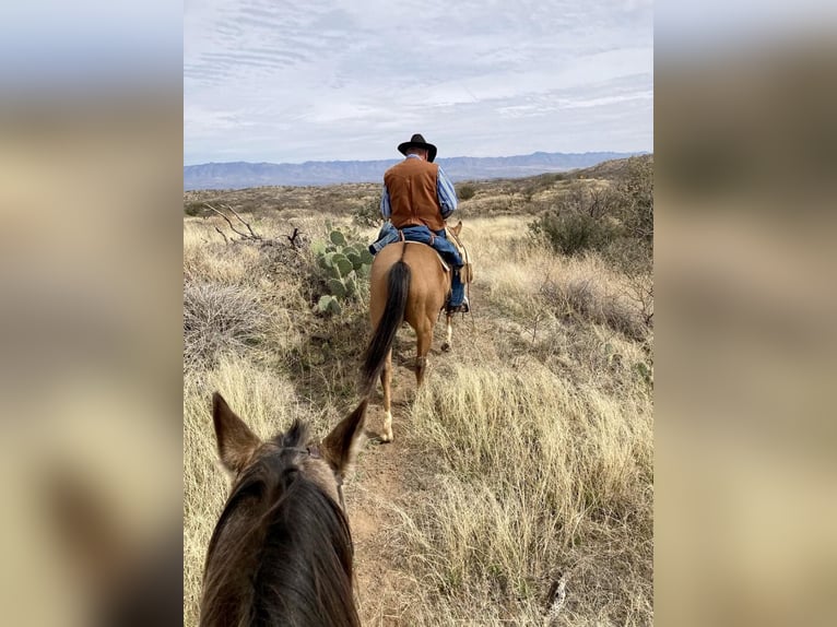 American Quarter Horse Gelding 7 years 14,3 hh Buckskin in SWEET SPRINGS, MO