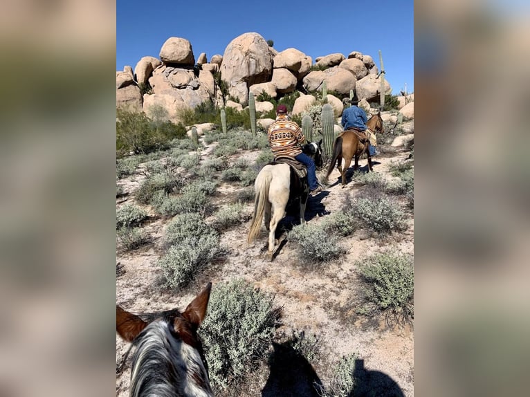 American Quarter Horse Gelding 7 years 14,3 hh Buckskin in SWEET SPRINGS, MO