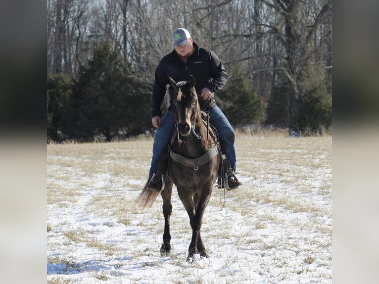 American Quarter Horse Gelding 7 years 14,3 hh Buckskin in Tompkinsville KY