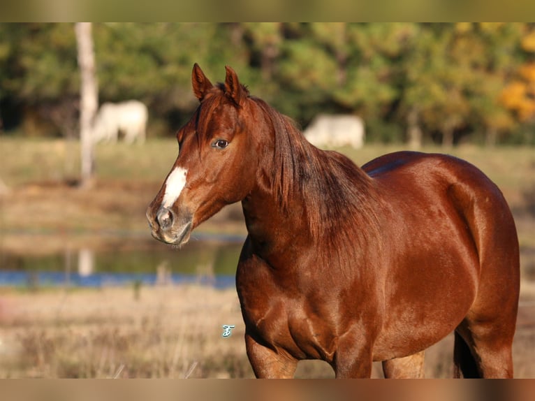 American Quarter Horse Gelding 7 years 14,3 hh Chestnut in Carthage