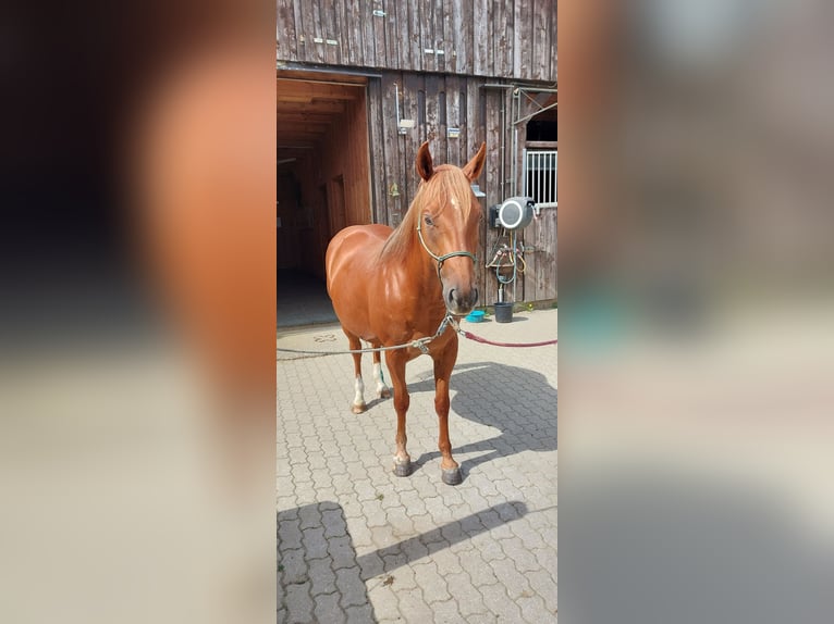American Quarter Horse Gelding 7 years 14.3 hh Chestnut-Red in Markt Allhau-Buchschachen