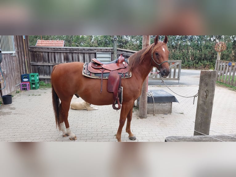 American Quarter Horse Gelding 7 years 14.3 hh Chestnut-Red in Markt Allhau-Buchschachen