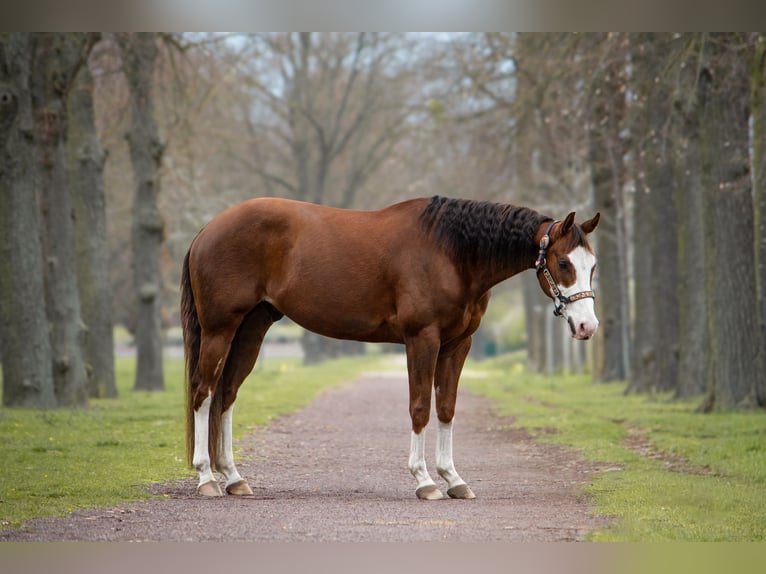 American Quarter Horse Gelding 7 years 14.3 hh Chestnut in Magdeburg