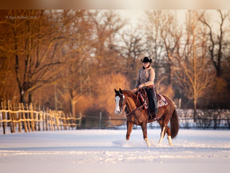 American Quarter Horse Gelding 7 years 14.3 hh Chestnut in Magdeburg