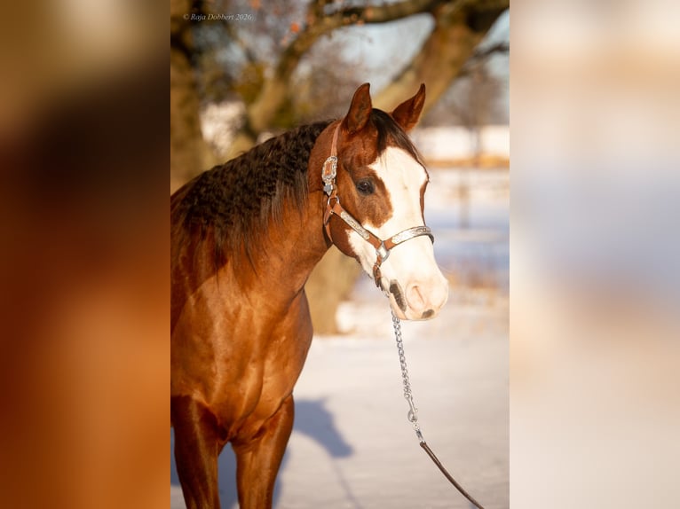 American Quarter Horse Gelding 7 years 14.3 hh Chestnut in Magdeburg