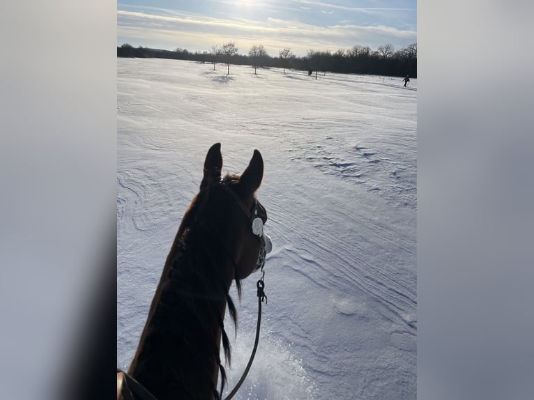 American Quarter Horse Gelding 7 years 14.3 hh Chestnut in Magdeburg