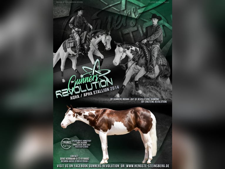 American Quarter Horse Gelding 7 years 14.3 hh Chestnut in Magdeburg