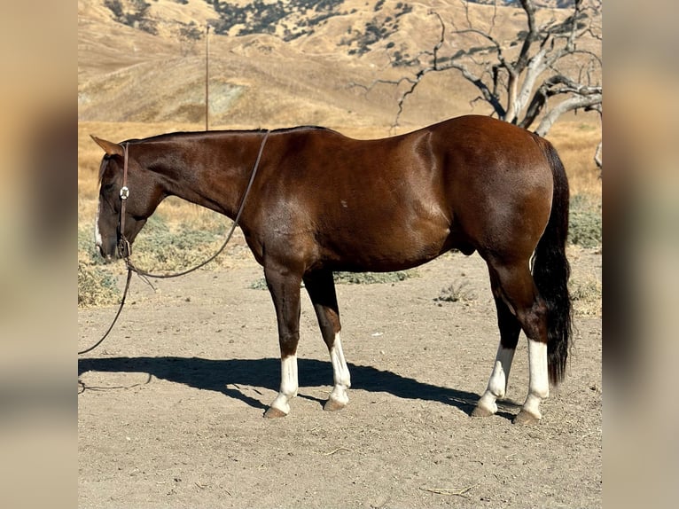 American Quarter Horse Gelding 7 years 14,3 hh Chestnut in Bitterwater CA