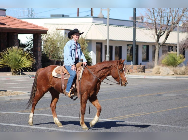 American Quarter Horse Gelding 7 years 14.3 hh Chestnut in Camp Verde AZ