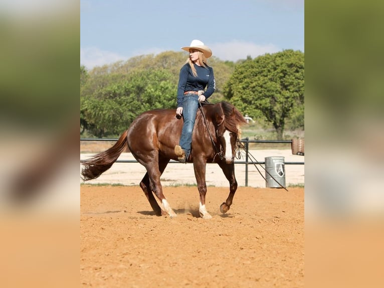 American Quarter Horse Gelding 7 years 14,3 hh Chestnut in jOSHUA tx