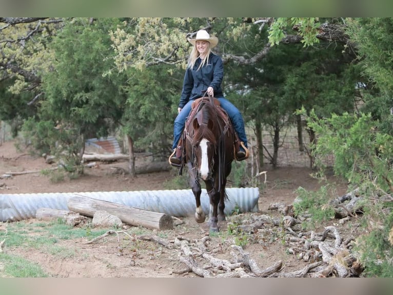 American Quarter Horse Gelding 7 years 14,3 hh Chestnut in jOSHUA tx