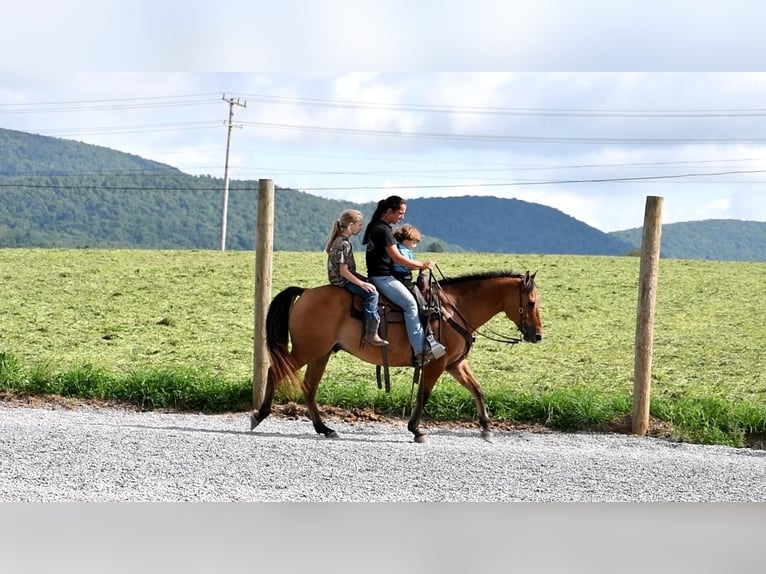 American Quarter Horse Gelding 7 years 14,3 hh Dun in Rebersburg, PA