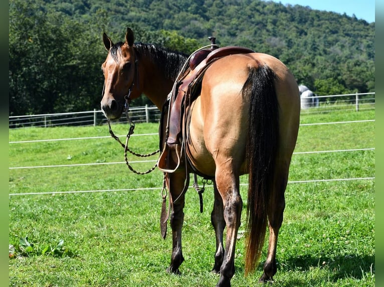 American Quarter Horse Gelding 7 years 14,3 hh Dun in Rebersburg, PA
