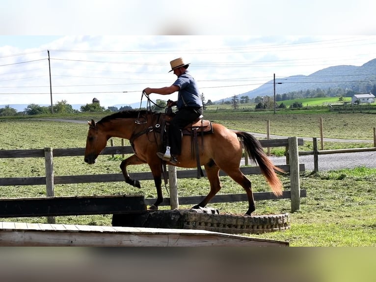 American Quarter Horse Gelding 7 years 14,3 hh Dun in Rebersburg, PA