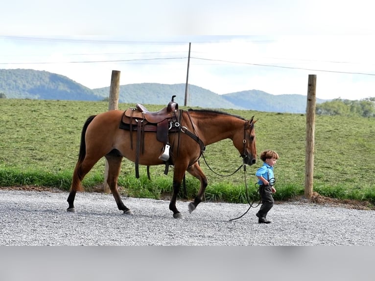 American Quarter Horse Gelding 7 years 14,3 hh Dun in Rebersburg, PA