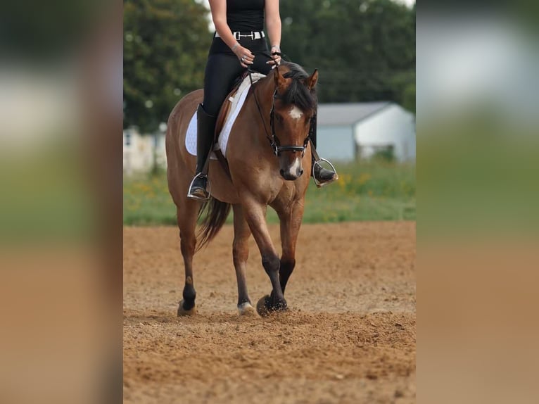 American Quarter Horse Gelding 7 years 14.3 hh Dun in Quitman AR