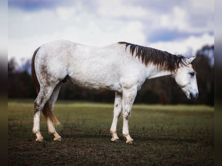 American Quarter Horse Gelding 7 years 14,3 hh Gray in Lyles