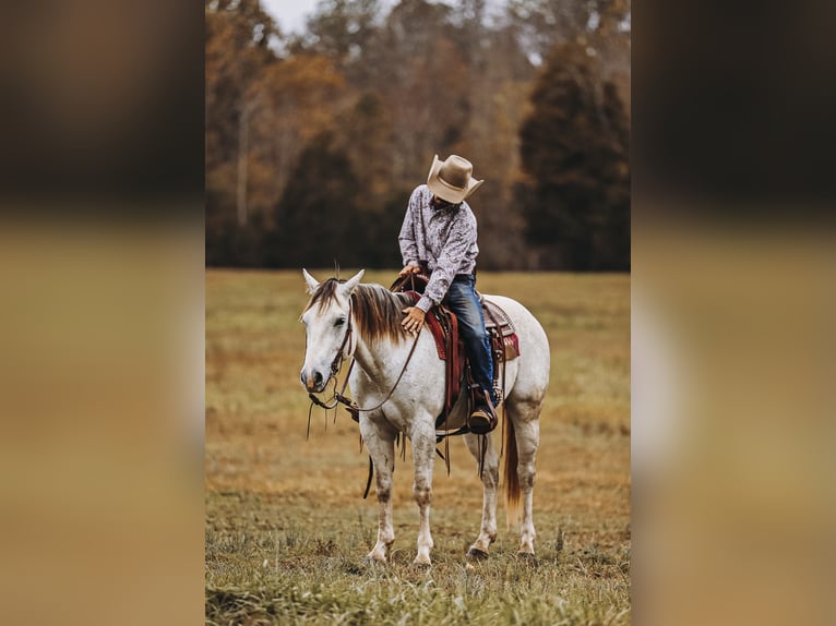 American Quarter Horse Gelding 7 years 14,3 hh Gray in Lyles