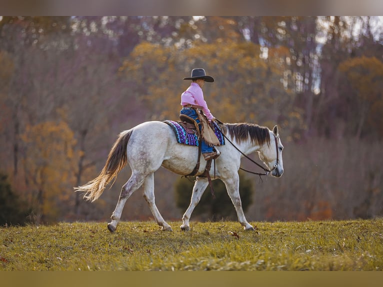 American Quarter Horse Gelding 7 years 14,3 hh Gray in Lyles