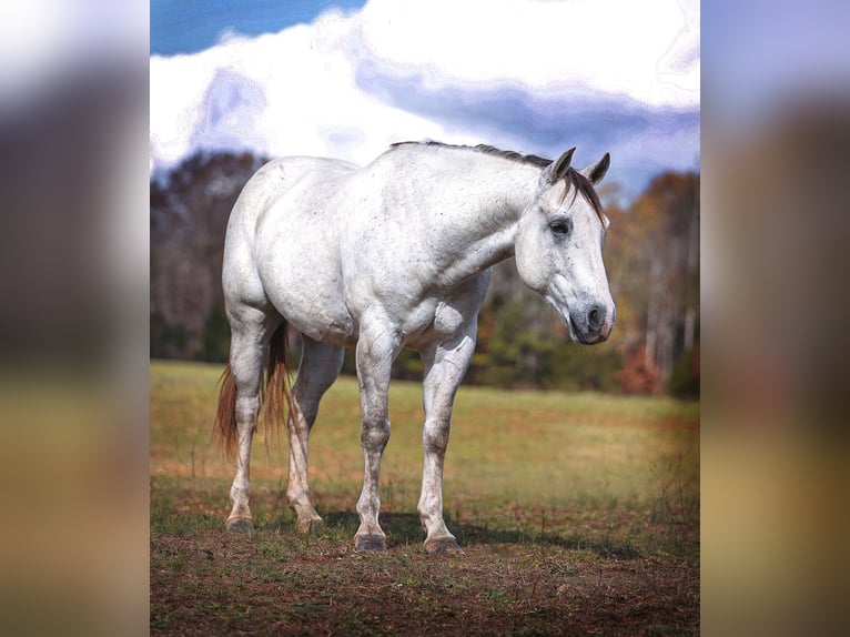 American Quarter Horse Gelding 7 years 14,3 hh Gray in Lyles