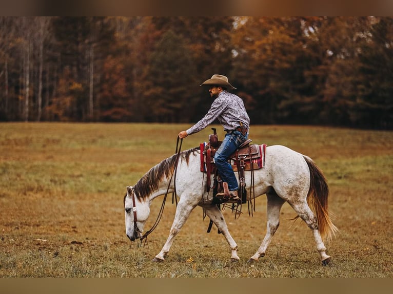 American Quarter Horse Gelding 7 years 14,3 hh Gray in Lyles