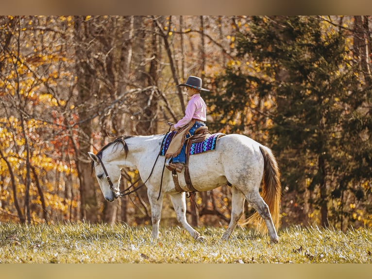 American Quarter Horse Gelding 7 years 14,3 hh Gray in Lyles