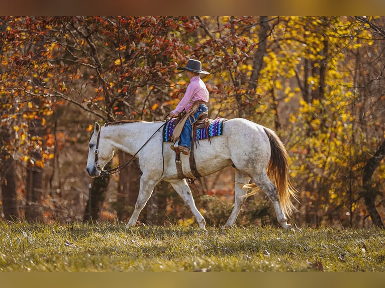 American Quarter Horse Gelding 7 years 14,3 hh Gray in Lyles