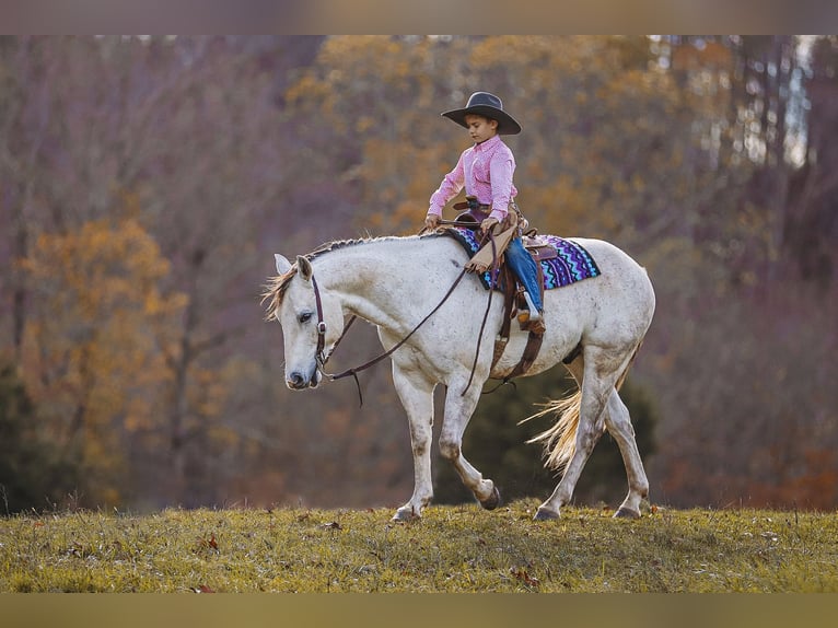 American Quarter Horse Gelding 7 years 14,3 hh Gray in Lyles