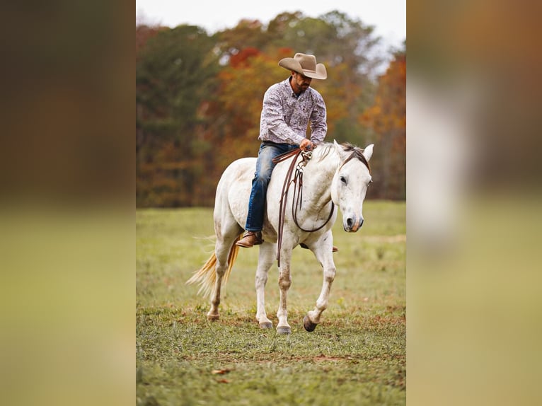 American Quarter Horse Gelding 7 years 14,3 hh Gray in Lyles