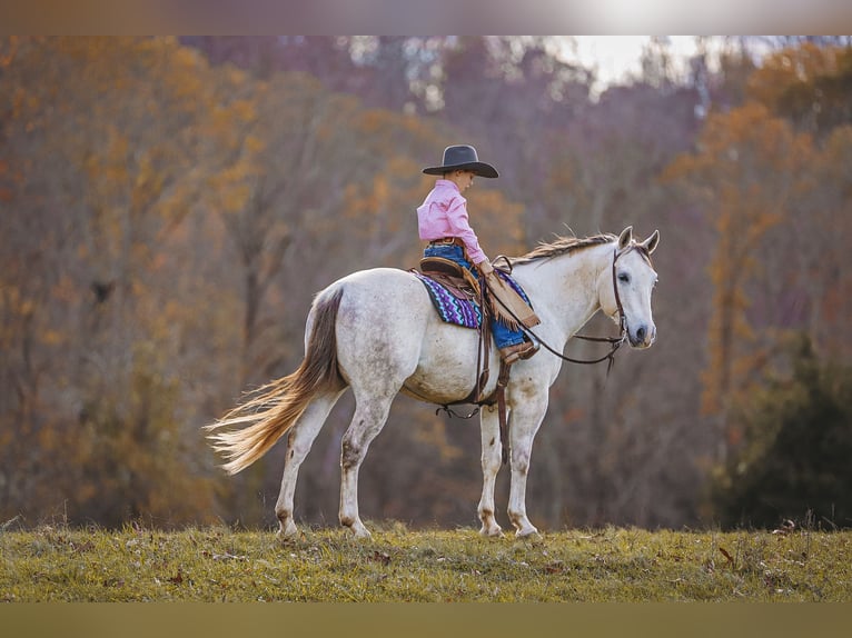 American Quarter Horse Gelding 7 years 14,3 hh Gray in Lyles