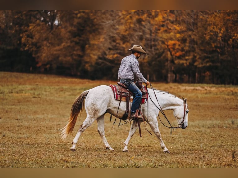 American Quarter Horse Gelding 7 years 14,3 hh Gray in Lyles