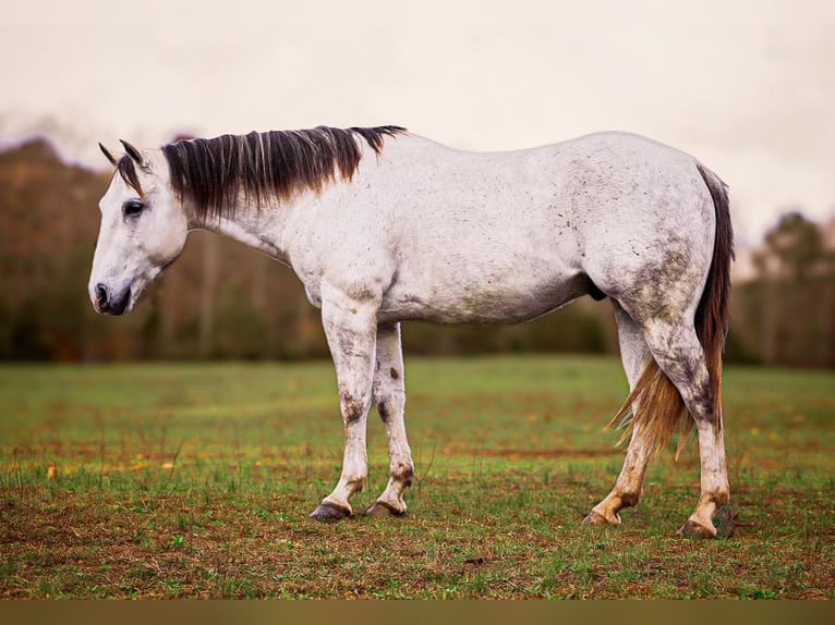 American Quarter Horse Gelding 7 years 14,3 hh Gray in Lyles