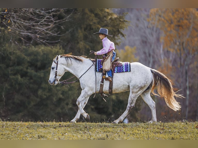 American Quarter Horse Gelding 7 years 14,3 hh Gray in Lyles