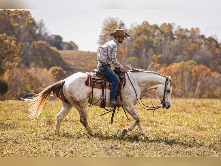 American Quarter Horse Gelding 7 years 14,3 hh Gray in Lyles