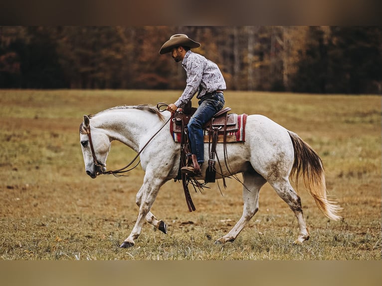 American Quarter Horse Gelding 7 years 14,3 hh Gray in Lyles