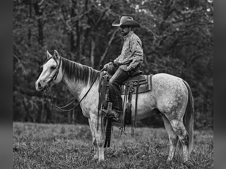 American Quarter Horse Gelding 7 years 14,3 hh Gray in Lyles