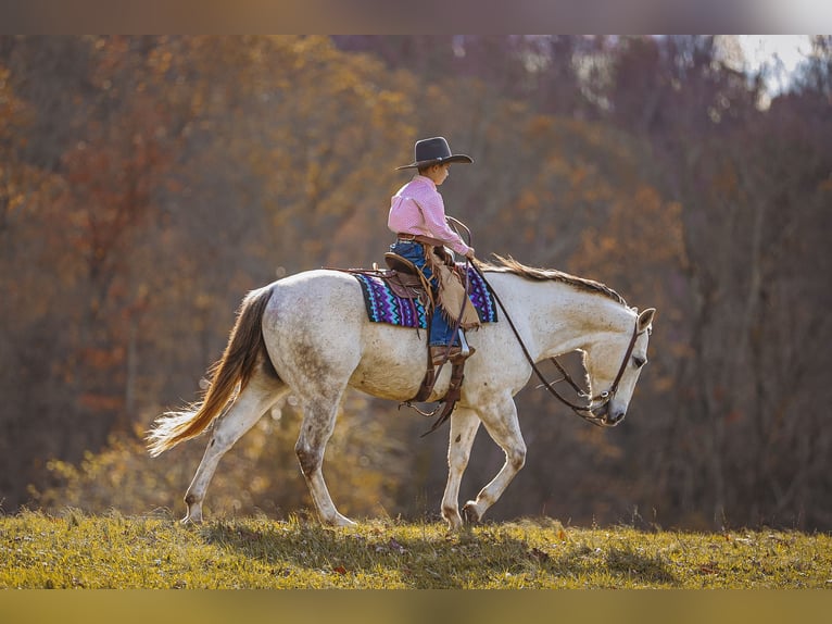 American Quarter Horse Gelding 7 years 14,3 hh Gray in Lyles