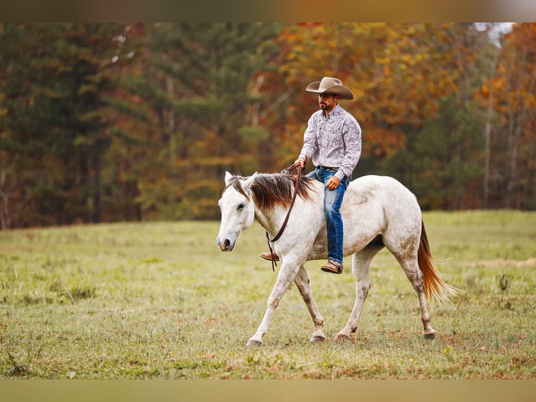 American Quarter Horse Gelding 7 years 14,3 hh Gray in Lyles