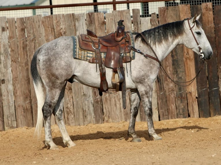 American Quarter Horse Gelding 7 years 14,3 hh Gray in Pilot Point, TX