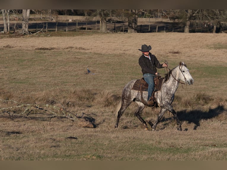 American Quarter Horse Gelding 7 years 14,3 hh Gray in Carthage, TX