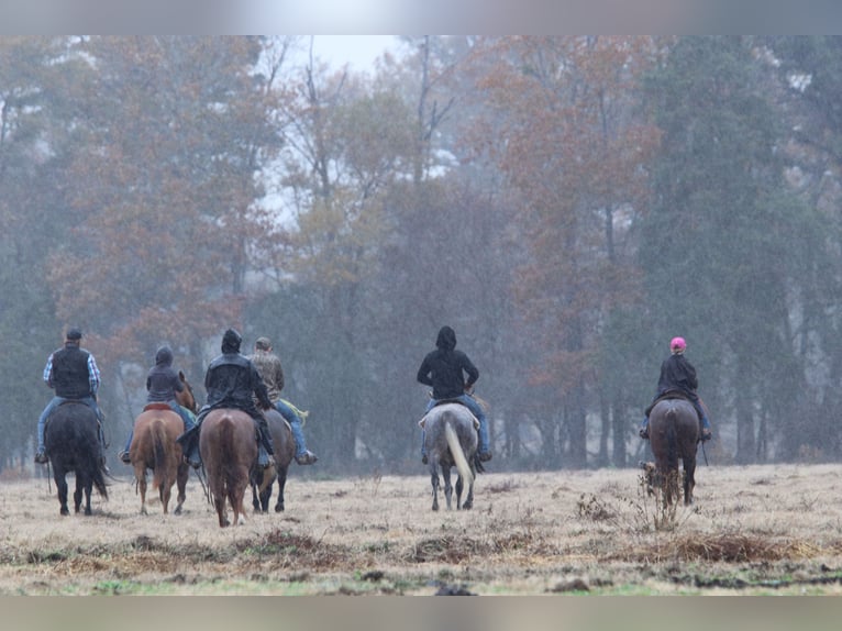 American Quarter Horse Gelding 7 years 14,3 hh Gray in Carthage, TX