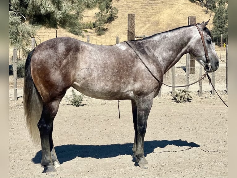 American Quarter Horse Gelding 7 years 14,3 hh Gray in Paicines CA