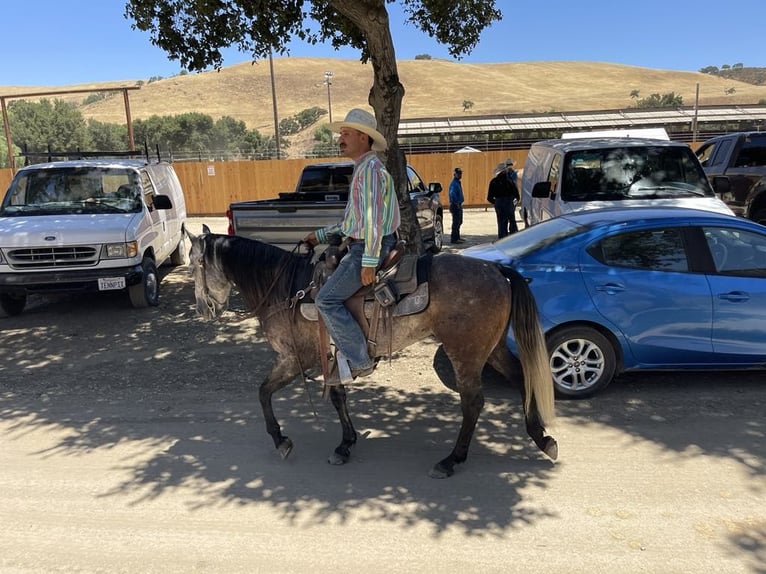 American Quarter Horse Gelding 7 years 14,3 hh Gray in Paicines CA