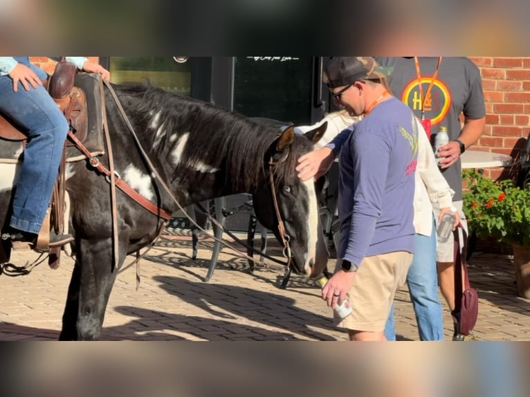 American Quarter Horse Gelding 7 years 14,3 hh Overo-all-colors in Weatherford TX