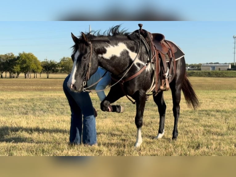 American Quarter Horse Gelding 7 years 14,3 hh Overo-all-colors in Weatherford TX