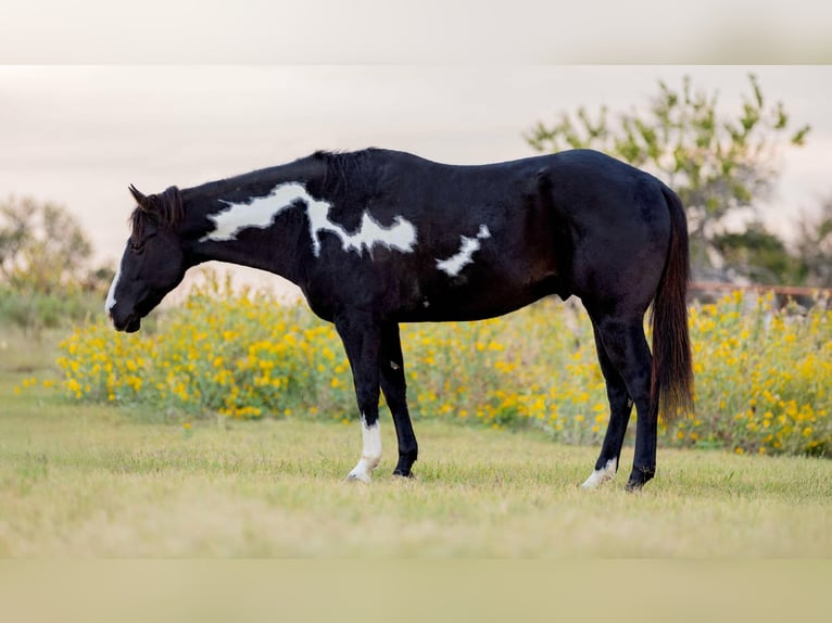 American Quarter Horse Gelding 7 years 14,3 hh Overo-all-colors in Weatherford TX